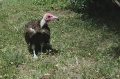 Hooded Vulture